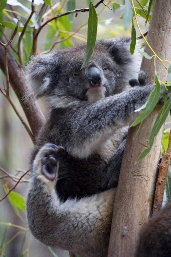 无人,竖图,哺乳动物,野生动物,澳大利亚,捕食,动物,个性,摄影,塔斯马尼亚,环境保护,机敏,袋獾,濒危物种,彩图