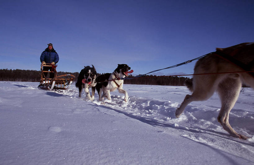 一个人,横图,室外,北极,雪,狗,瑞典,冰,冬天,极限运动,寒冷,运输,摄影,雪橇犬,彩图,传统文化