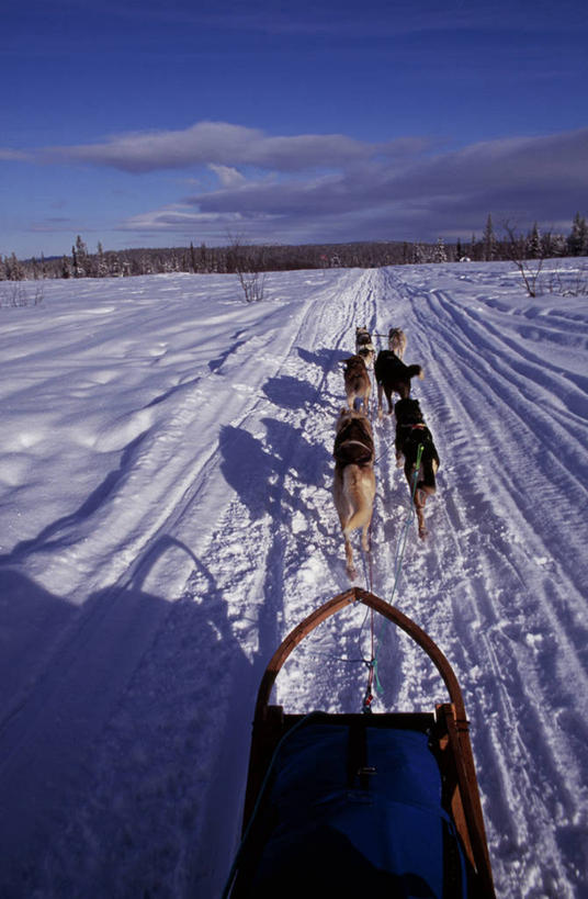 无人,竖图,室外,北极,雪,狗,瑞典,冰,冬天,极限运动,寒冷,运输,摄影,雪橇犬,彩图,传统文化