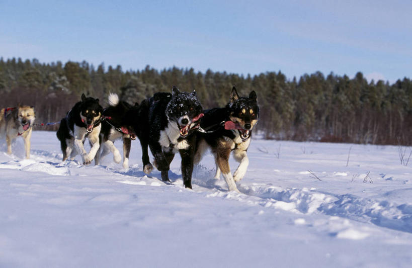 无人,横图,室外,北极,雪,狗,瑞典,冰,冬天,极限运动,寒冷,运输,摄影,雪橇犬,彩图,传统文化