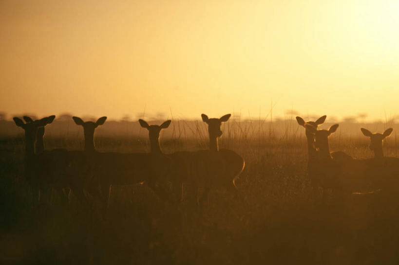 无人,横图,室外,雾,野生动物,非洲,坦桑尼亚,动物,地标建筑,橙色,摄影,国家公园,黑斑羚,塞伦盖蒂国家公园,彩图,旅行,联合国教科文组织