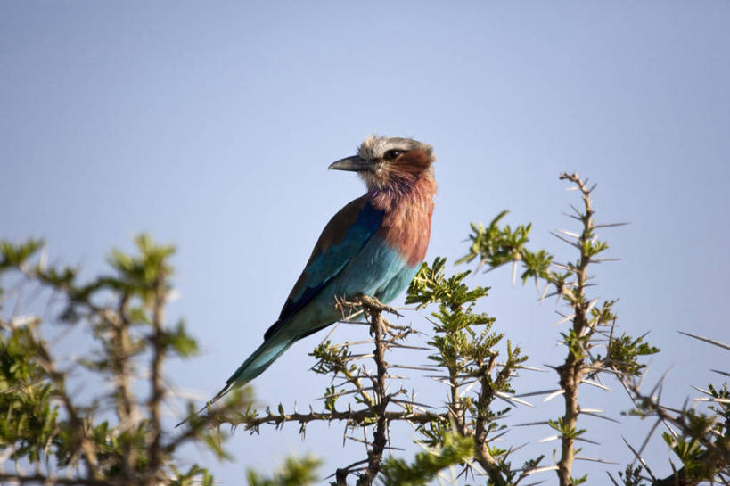 无人,跑,横图,室外,雾,野生动物,非洲,坦桑尼亚,动物,地标建筑,橙色,摄影,迁徙,国家公园,非洲大羚,塞伦盖蒂国家公园,蓝牛羚,彩图,旅行,联合国教科文组织