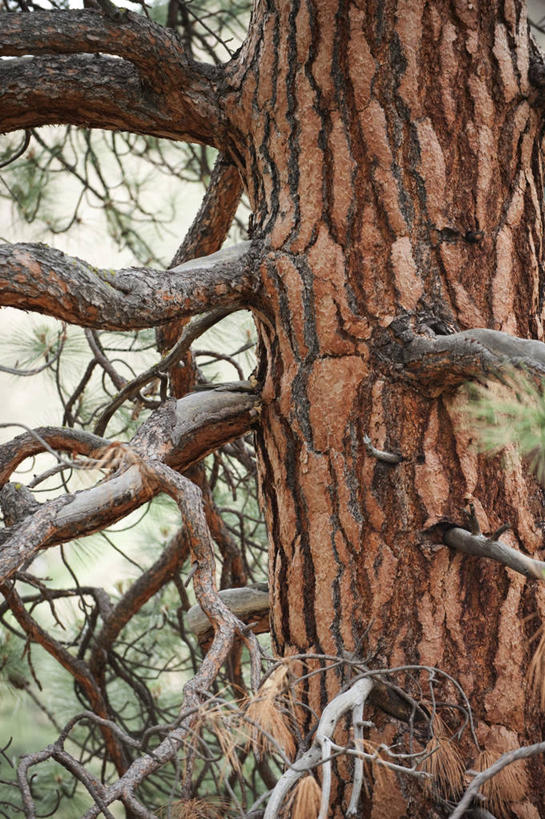 无人,竖图,室外,松树,野生动物,美国,褐色,树皮,树,树干,摄影,松木,彩图,旅行