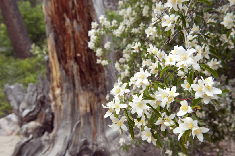 无人,横图,室外,植物,丁香花,美国,花,花朵,白色,摄影,灌木,彩图,旅行