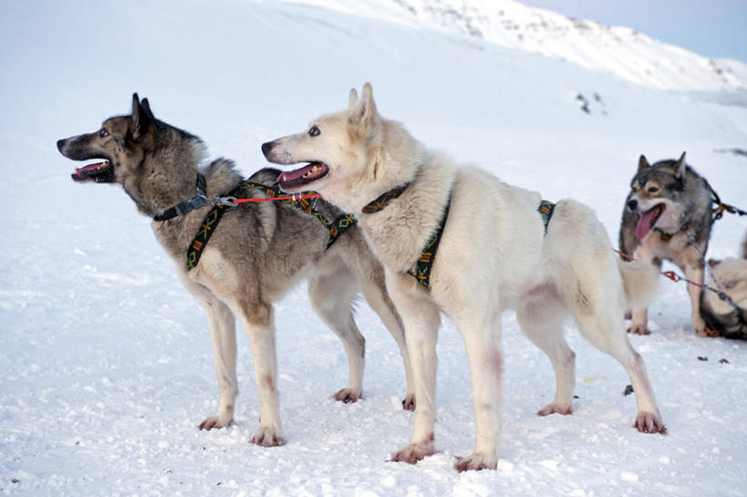 横图,室外,北极,山,雪,狗,挪威,欧洲,冰,地形,冬天,寒冷,摄影,活动,气象,雪橇,气候,斯堪的纳维亚,雪橇犬,斯堪狄纳维亚半岛,斯瓦尔巴德群岛,彩图,旅行