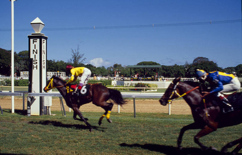 横图,锻炼,快乐,比赛,运动,竞争,马,巴巴多斯,娱乐,动物,休闲,摄影,西印度群岛,体育运动,获胜,体育,赛马,彩图,健身,径赛,策骑者,骑师,赛马骑师