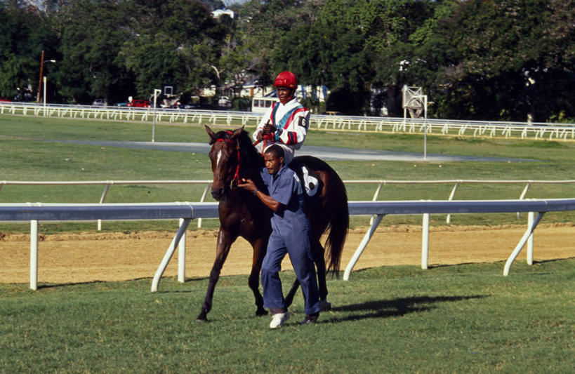 新郎,横图,锻炼,快乐,比赛,运动,竞争,马,巴巴多斯,娱乐,动物,休闲,摄影,西印度群岛,体育运动,带领,体育,赛马,彩图,健身,径赛,策骑者,骑师,赛马骑师