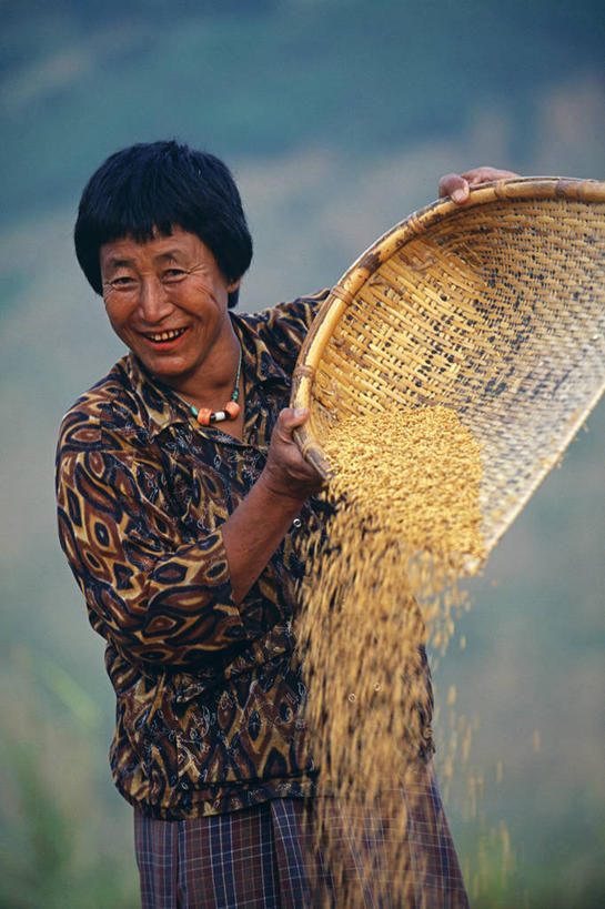 成年人,一个人,农民,微笑,竖图,室外,农业,不丹,亚洲,仅一个女性,稻田,谷类,食品,山谷,稻,工人,摄影,肖像,喜马拉雅山脉,女人,员工,彩图,匠人,劳动者,体力工,传统文化