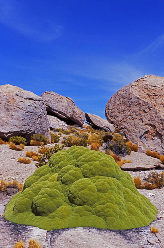 无人,竖图,室外,植物,玻利维亚,地形,巨石,南美,摄影,考古学,拉丁美洲,安地斯山脉,地质学,岩石,彩图