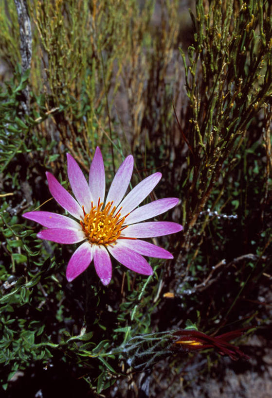 无人,竖图,室外,快乐,幸福,植物,玻利维亚,地形,玛格丽特,雏菊,花,粉色,菊花,南美,活力,摄影,希望,考古学,坚强,拉丁美洲,和平,离别,延命菊,幸福花,春菊,马兰头花,暗恋,纯情,单恋,安地斯山脉,天真,彩图,愉快