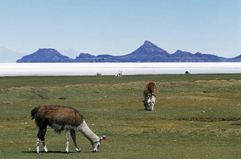 无人,吃,横图,室外,农业,牧场,美景,野生动物,玻利维亚,景观,围栏,盐,骆驼,草,自然,动物,平原,家畜,景色,南美,可爱,摄影,牲畜,活泼,拉丁美洲,自然风光,羊驼,沙漠之舟,驼羊,盐湖,美洲驼,喂养,盐滩,乌尤尼盐湖,彩图