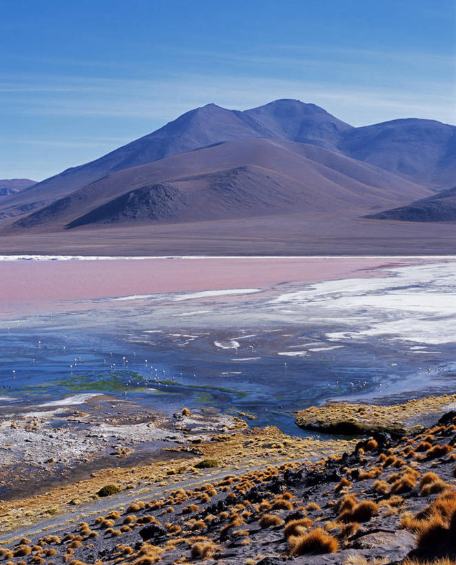 无人,竖图,室外,湖,山,水,野生动物,玻利维亚,火烈鸟,鸟类,鸟巢,地形,红色,南美,摄影,考古学,藻类,拉丁美洲,安第斯红鹳,智利火烈鸟,安地斯山脉,地质学,矿物质,潟湖,彩图