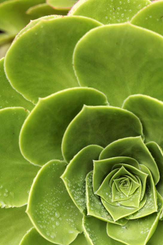 无人,竖图,特写,抽象,微距,旅游,植物,英国,英格兰,花,绿色,摄影,彩图,旅行,肉质植物,西南英格兰,利岛