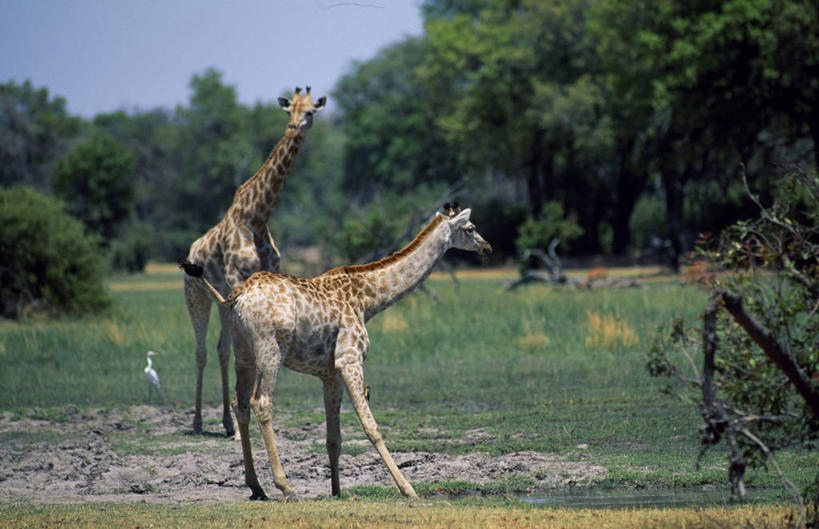 无人,横图,室外,哺乳动物,长颈鹿,野生动物,非洲,博茨瓦纳,喝,饮料,动物,摄影,考古学,奥卡万戈三角洲,野生动物保护区,自然保护区,莫瑞米野生动物保护区,颈,彩图