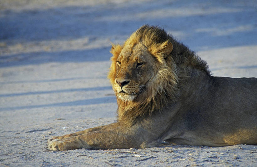 无人,横图,室外,骄傲,沙漠,风,哺乳动物,野生动物,狮子,非洲,博茨瓦纳,雌狮,捕食,自然,动物,思考,放松,摄影,考古学,国家公园,猫科动物,鬃毛,睡觉,彩图