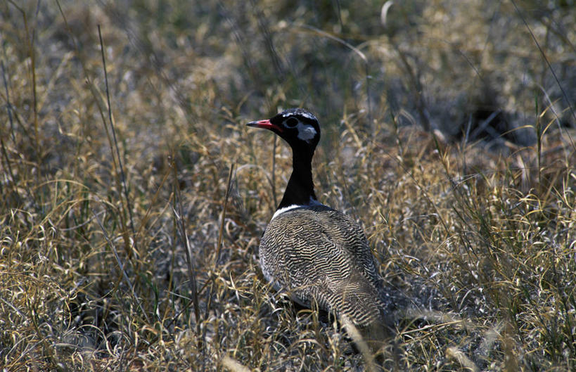 无人,竖图,街道,英国,欧洲,行人,游客,游人,装饰,雕像,砖,墙,音乐,英格兰,路人,旅客,摄影,图标,身份,音乐人,英国文化,利物浦,过客,彩图,旅行,披头士