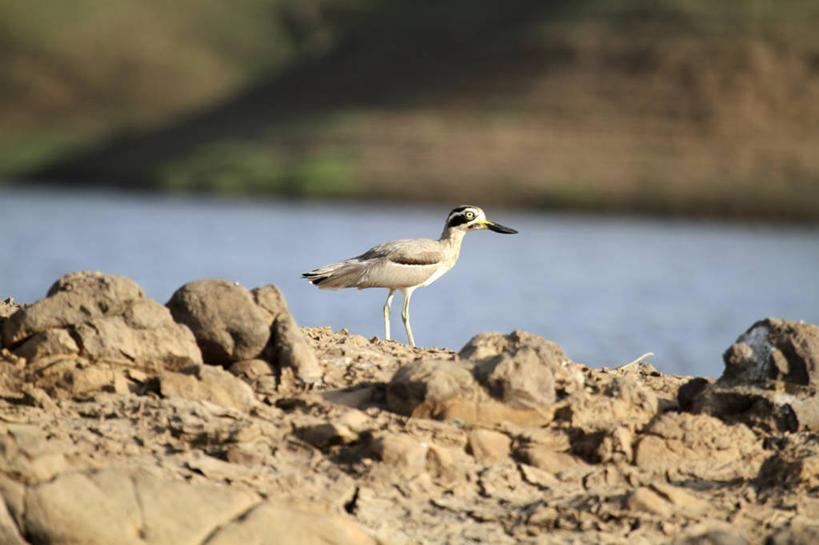 无人,横图,印度,亚洲,鸟类,摄影,彩图,旅行