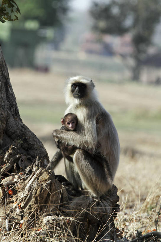 无人,横图,鸟,印度,亚洲,鸟类,动物,摄影,琵鹭,粉红琵鹭,玫瑰琵鹭,彩图,旅行