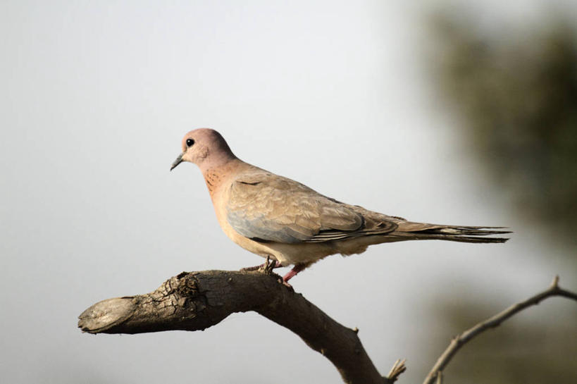 无人,横图,鸟,印度,亚洲,鸟类,动物,摄影,琵鹭,粉红琵鹭,玫瑰琵鹭,彩图,旅行