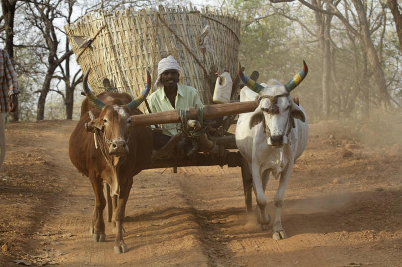 儿童,跑,推,横图,美景,玩具,印度,亚洲,景观,乡村,自然,赤脚,景色,活力,摄影,动作,简单,自然风光,男孩,女孩,彩图,旅行,传统文化