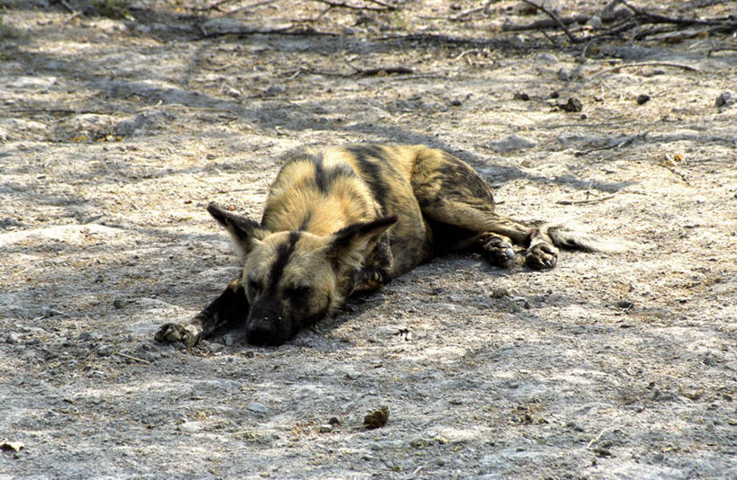 无人,横图,室外,哺乳动物,野生动物,非洲,博茨瓦纳,捕食,自然,动物,休息,放松,摄影,考古学,非洲野狗,奥卡万戈三角洲,野生动物保护区,自然保护区,莫瑞米野生动物保护区,睡觉,彩图,小睡