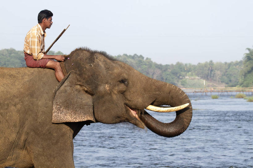 成年人,一个人,横图,农业,水,印度,亚洲,仅一个男性,干燥,饮料,职业,摄影,亚洲象,喀拉拉邦,口渴,男人,象,彩图,旅行