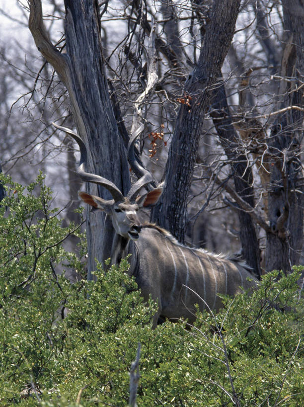 无人,横图,室外,树林,哺乳动物,野生动物,羊,非洲,博茨瓦纳,羚羊,自然,动物,可爱,摄影,活泼,考古学,奥卡万戈三角洲,野生动物保护区,自然保护区,莫瑞米野生动物保护区,彩图
