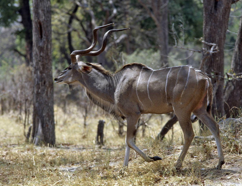 无人,横图,室外,树林,哺乳动物,野生动物,羊,非洲,博茨瓦纳,羚羊,自然,动物,可爱,摄影,活泼,考古学,奥卡万戈三角洲,野生动物保护区,自然保护区,莫瑞米野生动物保护区,彩图