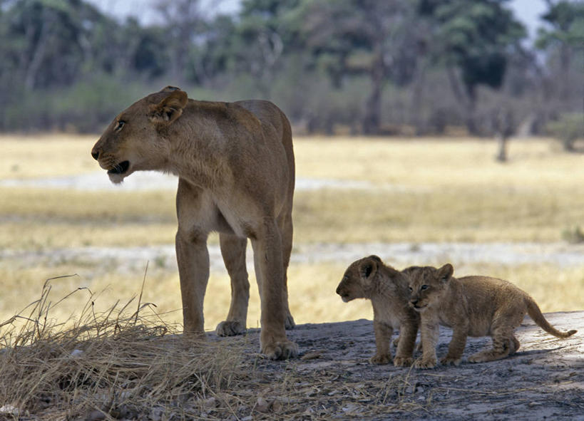 无人,横图,室外,哺乳动物,野生动物,羽毛,非洲,博茨瓦纳,鸟类,自然,动物,摄影,考古学,奥卡万戈三角洲,自然保护区,莫瑞米野生动物保护区,彩图