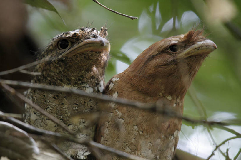 无人,竖图,夜晚,印度,亚洲,鸟类,摄影,伪装,喀拉拉邦,濒危物种,彩图,旅行