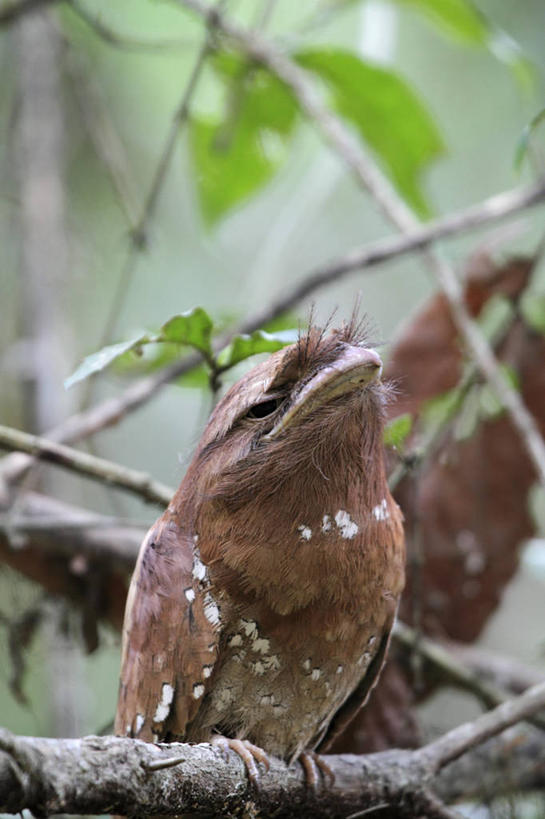 无人,竖图,夜晚,印度,亚洲,鸟类,摄影,伪装,喀拉拉邦,濒危物种,彩图,旅行