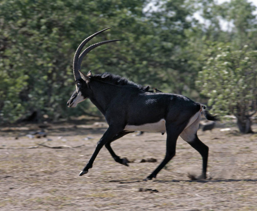 无人,横图,室外,运动,树林,哺乳动物,野生动物,羊,非洲,安哥拉,博茨瓦纳,羚羊,动物,可爱,摄影,活泼,考古学,国家公园,黑马羚,野生动物保护区,自然保护区,足球运动,彩图