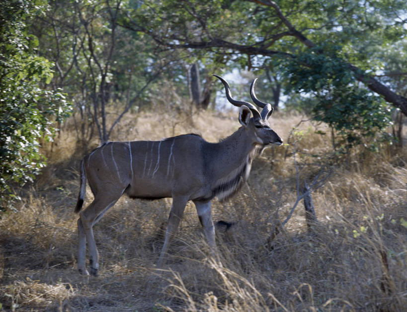 无人,横图,室外,树林,哺乳动物,野生动物,羊,非洲,博茨瓦纳,羚羊,动物,可爱,摄影,活泼,考古学,国家公园,黑马羚,野生动物保护区,自然保护区,彩图