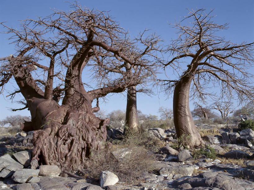 无人,横图,室外,非洲,博茨瓦纳,弯腰,粗糙,缠绕,树,摄影,毛糙,猴面包树,扭动,彩图,粗拙,库布人