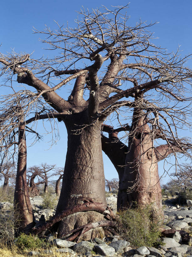 无人,竖图,室外,白天,日光,非洲,博茨瓦纳,弯腰,曲折,弯曲,粗糙,缠绕,光,树,黄昏,摄影,蜿蜒,毛糙,猴面包树,扭动,彩图,粗拙,库布人