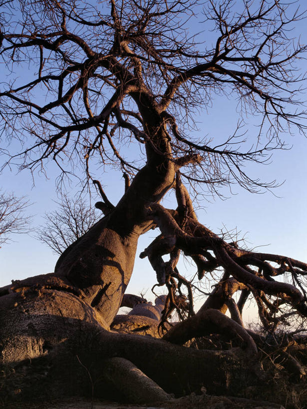 无人,竖图,室外,白天,日光,非洲,博茨瓦纳,弯腰,曲折,弯曲,粗糙,缠绕,光,树,黄昏,摄影,蜿蜒,毛糙,猴面包树,扭动,彩图,粗拙,库布人