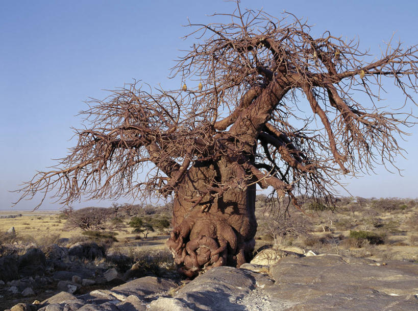 无人,横图,室外,白天,日光,非洲,博茨瓦纳,弯腰,曲折,弯曲,粗糙,缠绕,光,树,摄影,蜿蜒,毛糙,猴面包树,扭动,彩图,粗拙,库布人