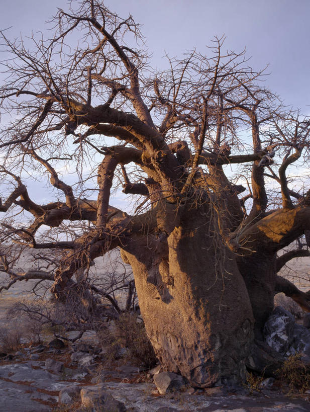 无人,竖图,室外,白天,日光,非洲,博茨瓦纳,弯腰,曲折,弯曲,粗糙,缠绕,光,树,黄昏,摄影,蜿蜒,毛糙,猴面包树,扭动,彩图,粗拙,库布人