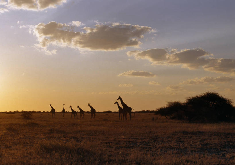 成年人,一个人,竖图,室外,路,自行车,宠物,狗,非洲,博茨瓦纳,仅一个男性,小狗,脚踏车,动物,摄影,男人,非洲人,彩图,马翁