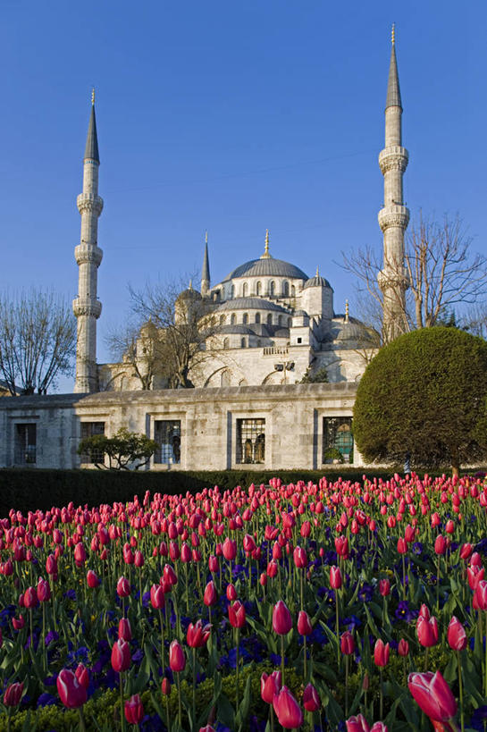 无人,竖图,建筑,郁金香,欧洲,土耳其,亚洲,花,地标建筑,摄影,宗教,尖塔,伊斯兰教,中东,清真寺,素檀阿梅特区,伊斯坦布尔,蓝色清真寺,彩图