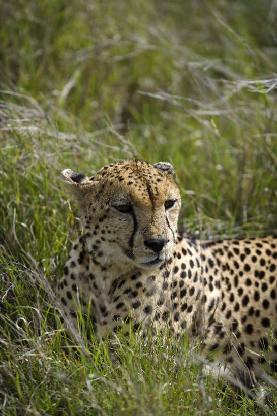 成年人,一个人,微笑,竖图,快乐,非洲,坦桑尼亚,仅一个男性,黑色,摄影,男人,彩图,马赛人