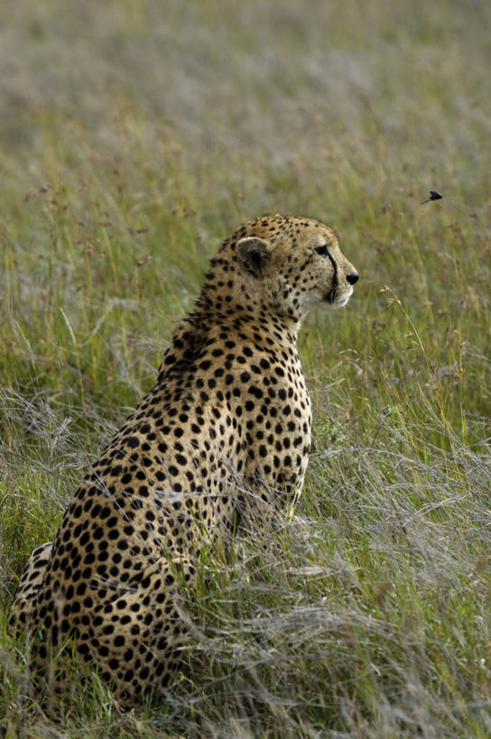 无人,竖图,哺乳动物,野生动物,非洲,肯尼亚,捕食,动物,摄影,考古学,猎豹,彩图,旅行