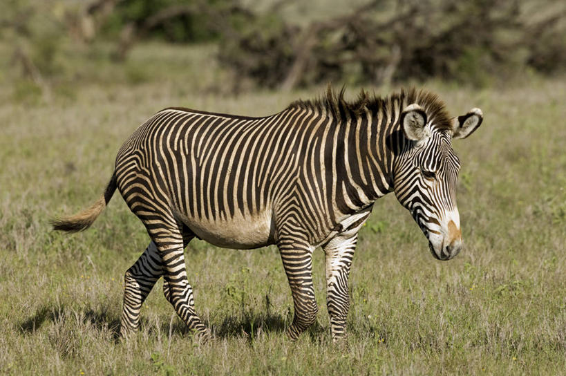 无人,横图,哺乳动物,马,野生动物,非洲,肯尼亚,条纹,动物,运输,摄影,牲畜,食草动物,考古学,细斑马,彩图,旅行