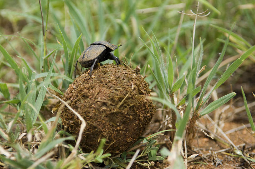 无人,横图,野生动物,非洲,肯尼亚,鸟类,绿色,动物,摄影,考古学,珍珠鸡,彩图,旅行