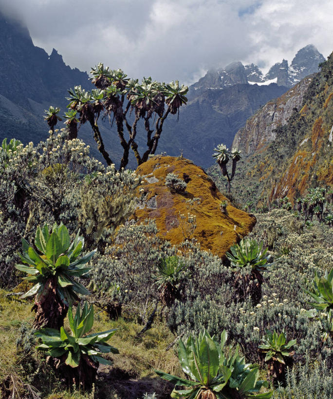 无人,竖图,室外,山,山脉,植物,非洲,乌干达,苔藓,摄影,考古学,山脊,山口,彩图