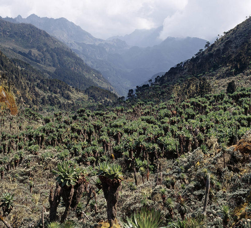 无人,横图,室外,山,山脉,植物,非洲,乌干达,苔藓,摄影,考古学,山脊,山口,彩图