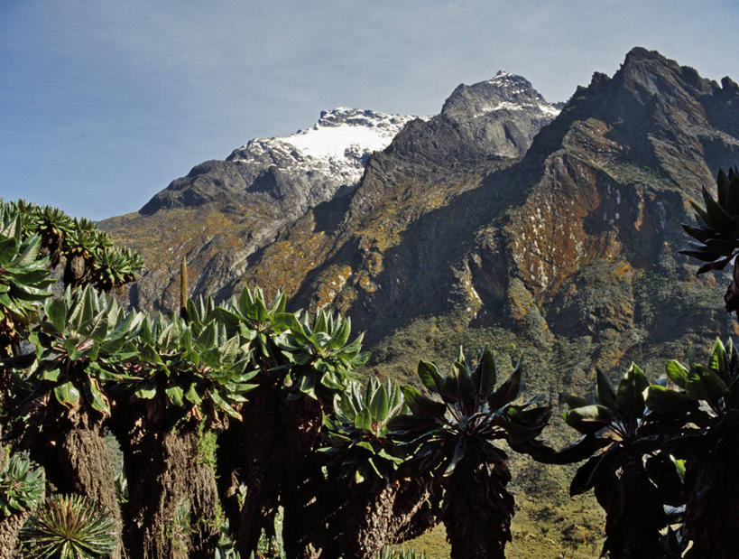 无人,竖图,室外,非洲,乌干达,苔藓,摄影,彩图,贝克尔山