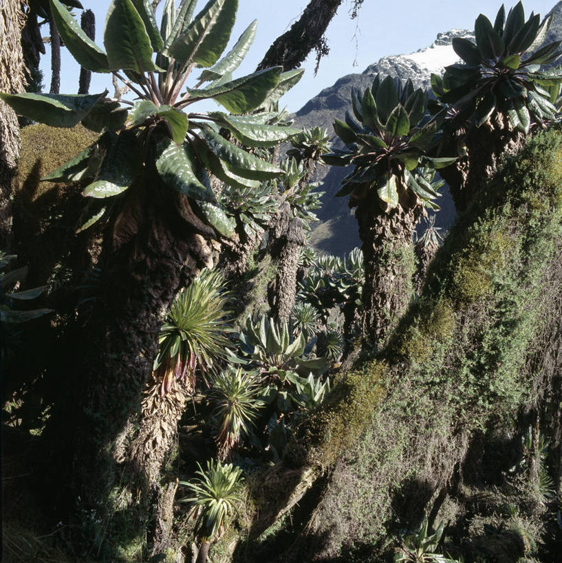 无人,竖图,室外,非洲,乌干达,苔藓,摄影,彩图,贝克尔山