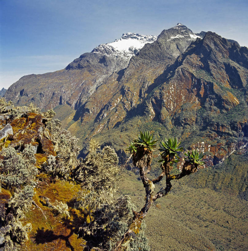 无人,竖图,室外,非洲,乌干达,苔藓,摄影,彩图,贝克尔山