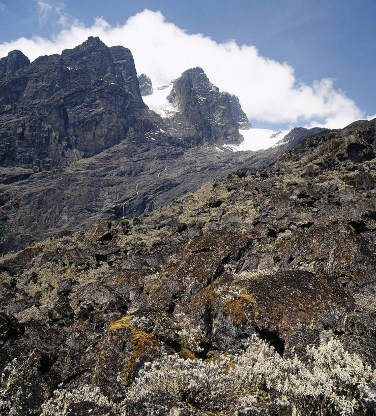 无人,竖图,非洲,乌干达,苔藓,摄影,彩图